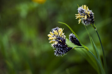 Poster - Closeup shot of black alpine sedge in the field