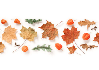 Wall Mural - A strip of dry maple leaves, physalis bolls, oak leaves is on a white background. Autumn, fall, thanksgiving day concept. Flat lay. Top view.