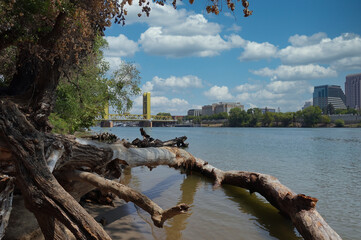 Wall Mural - Large tree on levee of Sacramento river with downtown in background