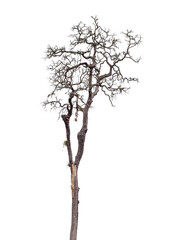 Wall Mural - Death tree isolated on white background with clipping path