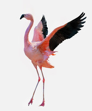 Fine Red Large Flamingo With Spread Wings
