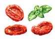 Dried tomatoes and Fresh basil leaves set. Hand drawn watercolor illustration, isolated on white background