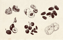 Hand Drawn Illustration, Vintage Drawing Of Dried Fruits