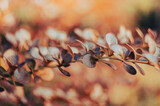 Fototapeta  - gałązki krzewu berberysa na rozmytym tle