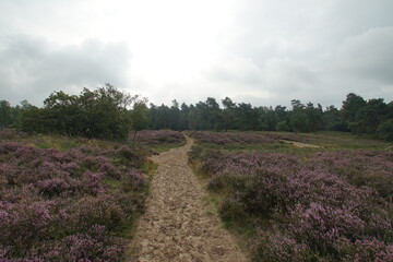 Wall Mural - Heathland in the Netherlands Rucphense Heide with sandy road in the countryside