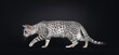 Excellent Egyptian Mau cat, creeping side ways. Looking straight ahead away from camera showing pattern and dorsal stripe. Isolated on a black background.