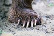 Detail of the bear paws with claws in summer forest. Wildlife scene from nature
