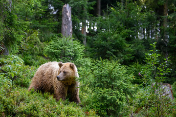 Wall Mural - wild brown bear in the summer forest. animal in natural habitat. wildlife scene