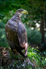 Sticker - Close white-tailed eagle sitting on hemp