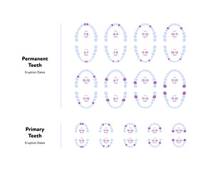 Wall Mural - Dental jaw and tooth anatomy chart. Vector biomedical illustration. Permanent and primary teeth scheme with eruption dates and month number isolated on white. Design for healthcare, dentistry