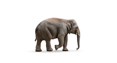 side view of walking asian elephant isolated on white background.
