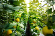 Organic honeydew harvest nature garden