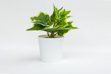 Wall Mural - Natural green plant and flower, Fejka in white flowerpot isolated on white background