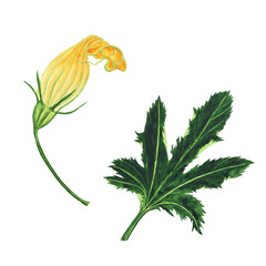 Yellow flower and green leaf of zucchini isolated on white background. Watercolor hand drawing illustration. Perfect for print or food design.