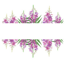 Willowherb Banner Isolated On White Background. Watercolor Hand Drawing Illustration. Fireweed For Healthy Tea.
