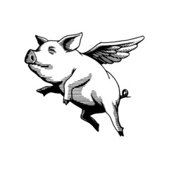 flying pig, hand drawn illustration