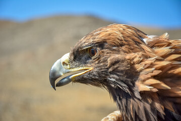 Poster - Golden eagles headshot, Mongolia.