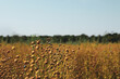 © New Africa - Beautiful flax plants with dry capsules in field on sunny day