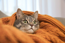 Beautiful Grey Tabby Cat Wrapped In Warm Blanket At Home, Closeup. Cute Pet