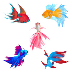 Wall Mural - Beautiful colorful betta fish on white background, collage