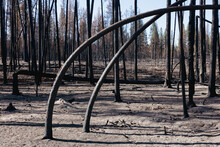 Destroyed And Burned Forest After Extensive Wildfire, Charred Twisted Trees