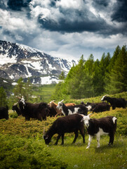 Wall Mural - Mongolian animals grazing in the summer pasture