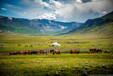 Fototapeta  - Mongolian animals grazing in the summer pasture