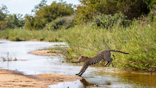 A Leopard, Panthera Pardus, Jumps Over A River
