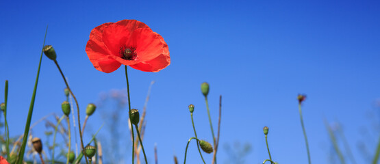 Wall Mural - blooming wild poppies on the meadow at summer.