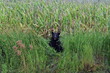Black bear resting in a North Carolina cornfield