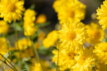 Wall Mural - Closed up of yellow color Chrysanthemum flower background
