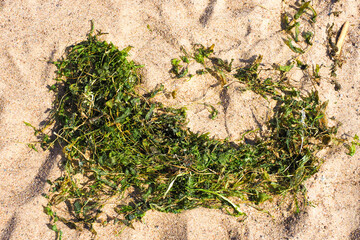 Dried seaweed tangled up on a sandy beach. Algae washed up by the ocean on a shore, dry green algae, top view