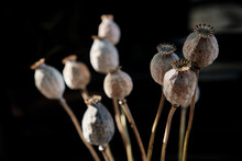 Bunch dried poppy seed pods on stems on a black background