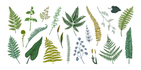 Wall Mural - Fern leaves. Hand drawn sketch of forest foliage. Plant bourgeons and sprouts. Bracken or horsetail fronds. Vintage botanical collection graphic template. Vector flora elements set