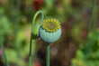 View of green poppy seed heads in summer