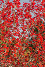 Branches Of Cotinus Coggygria With Red Leaves