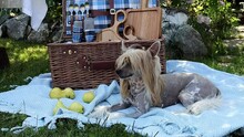 A Beautiful Dog Lies Outdoors On A Picnic On A Blanket.	 Country Life Of Pets. 