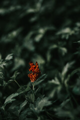 Wall Mural - Closeup shot of an orange butterfly Argynnis adippe on a green leaf