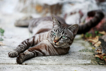 Wall Mural - Lovely gray cat sitting at outdoor