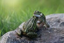 Two Cute Green Frogs Appears To Be Fighting While One Of Them With Inflated Vocal Sacs