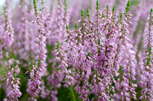 Blooming Purple Common Heather, Close-up. Calluna Vulgaris. Flowers Background. Vibrant Pink Heather Blossoming Outdoors. Purple Heather Flowers Close Up. Common Heather, Macro, Background.
