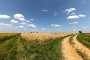 Wall Mural - Summer landscape with wheat fields and road