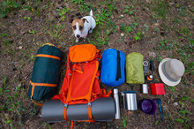 The Dog Sits By The Hiking Gear. View From Above. Pine Forest