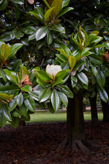 magnolia grandiflora