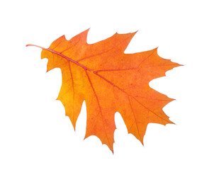 Wall Mural - Orange autumn leaf isolated on a white background. Northern Red Oak