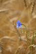 A blue flower in a wheat field