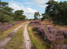 The Heather Is Blooming Abundantly In August. Calluna Vulgaris On A Large Heathland Area In Germany. A Dirt Road Runs Through The Beautiful Landscape