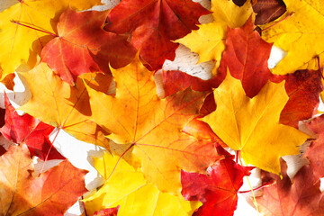 Fotomurales - Autumn background with colorful bright leaves