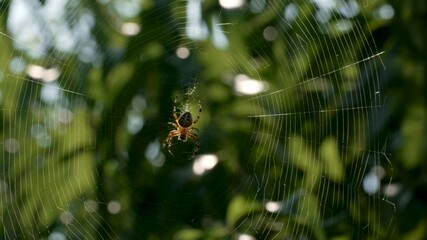 Spider on cobweb. Blurred leaves on background.
