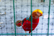 Red Pheasant Behind Bars At The Zoo